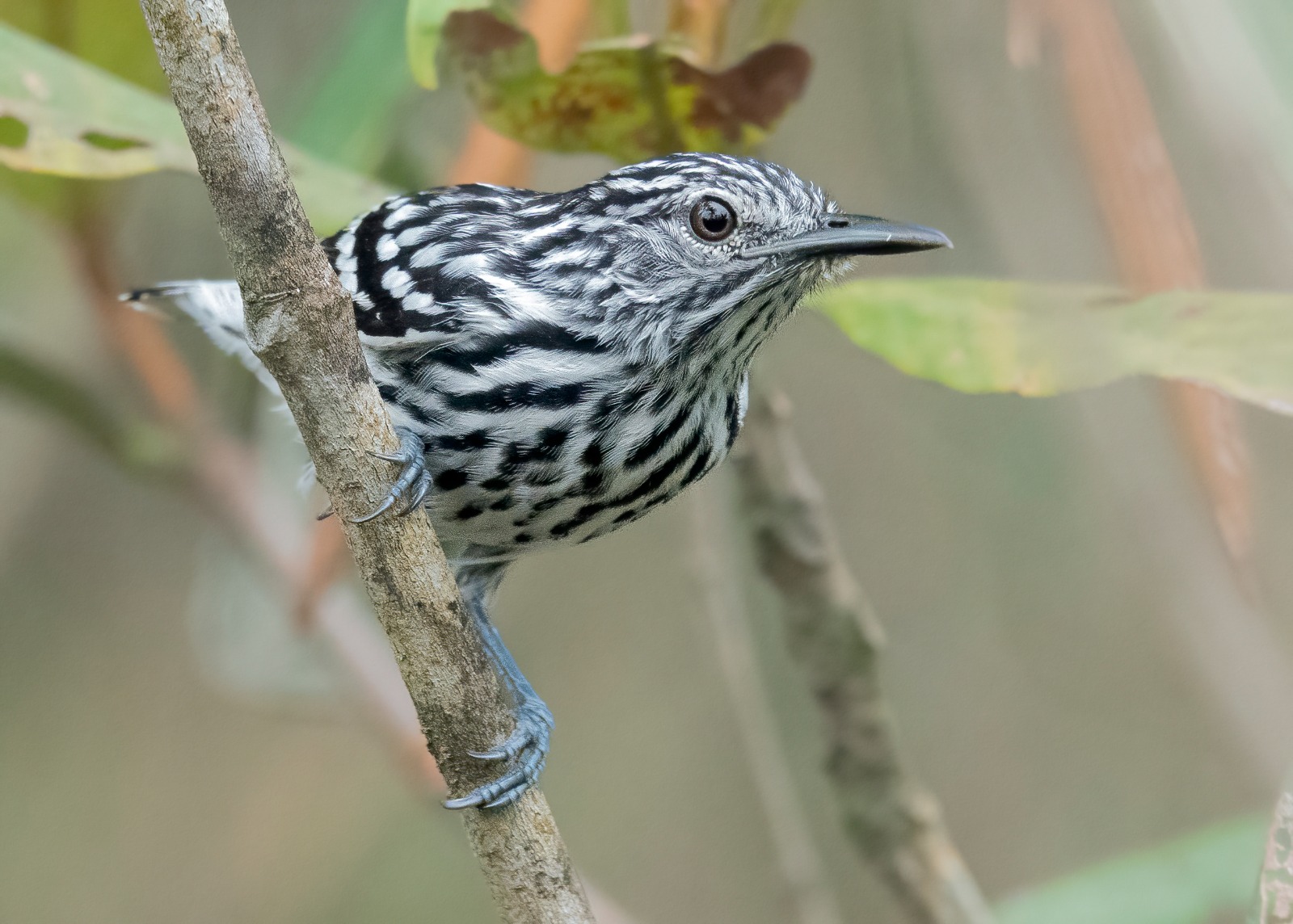 Mururito cuenta con más de 300 especies de aves