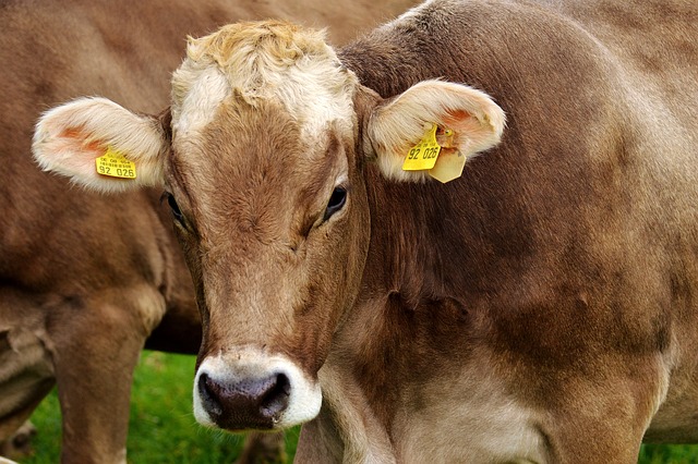 Este es el país de América donde hay más vacas que personas