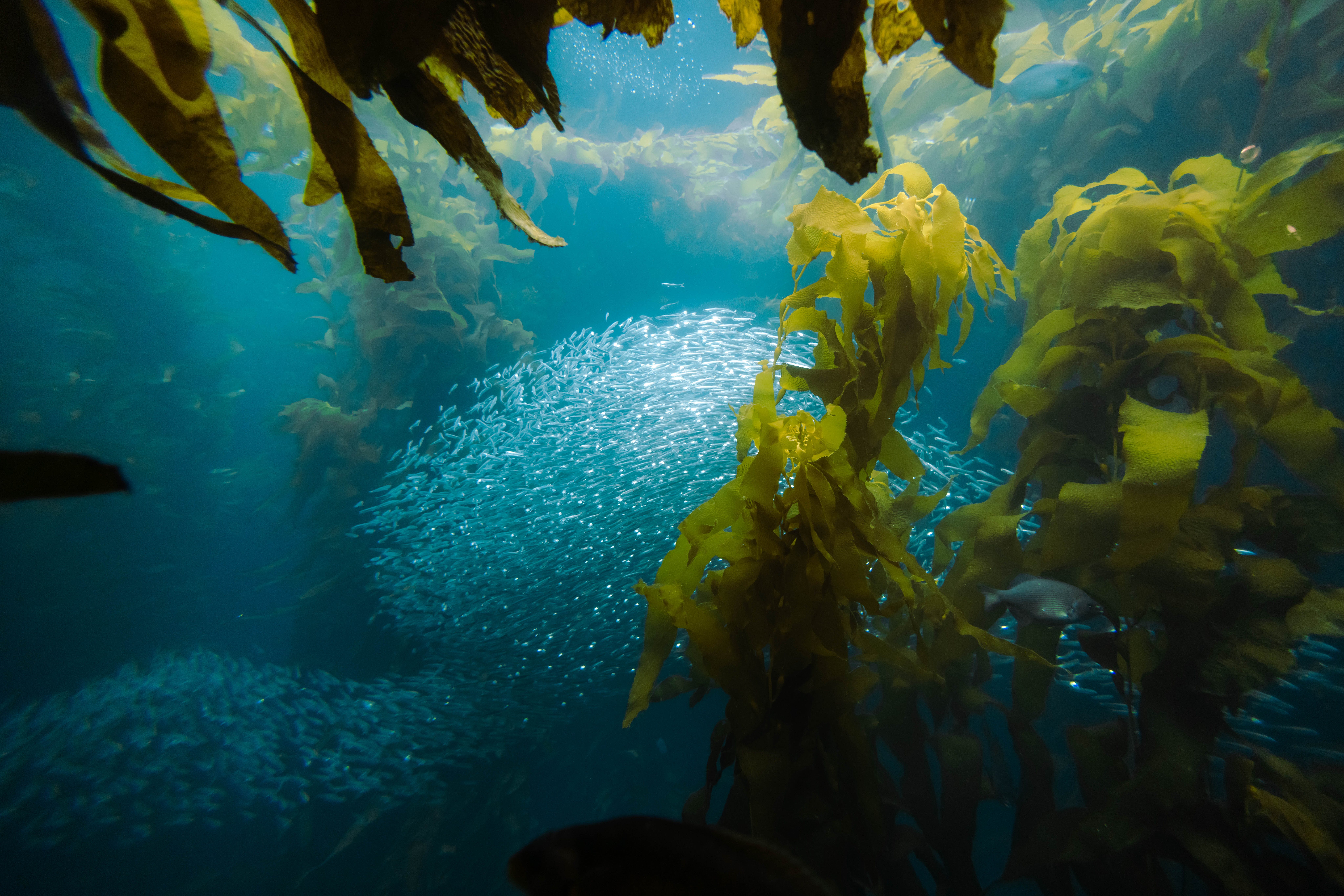 El número de peces marinos en riesgo podría ser mayor de lo que pensábamos
