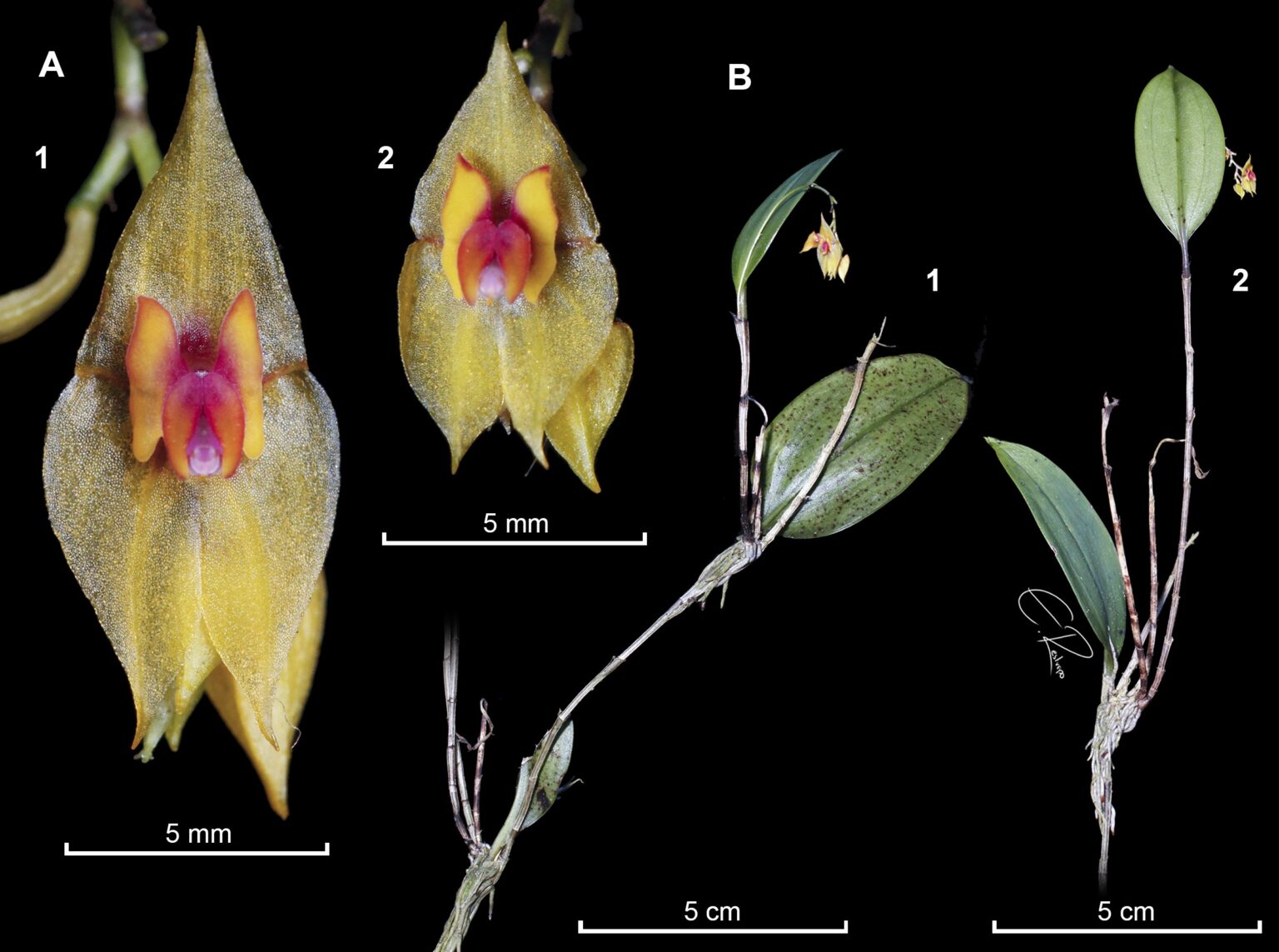 Colombia tiene una nueva especie de orquídea. Así es ‘Lepanthes leonmoralesii’