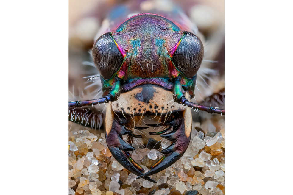 Escarabajo tigre de las dunas del norte muestra sus colores. "No sabía que teníamos este animal en el Reino Unido, pero cuando me enteré de su existencia, las increíbles mandíbulas y la coloración hicieron que fuera un animal que tenía que encontrar", dijo el fotógrafo sobre su proyecto.