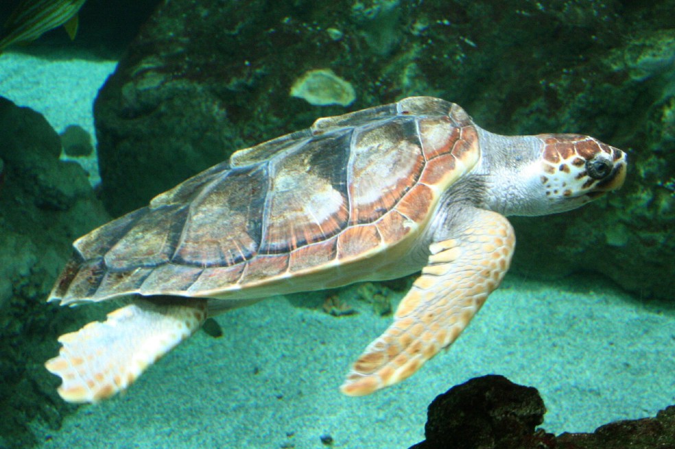 En las últimas tres décadas, más de 1 millón de tortugas marinas fueron cazadas