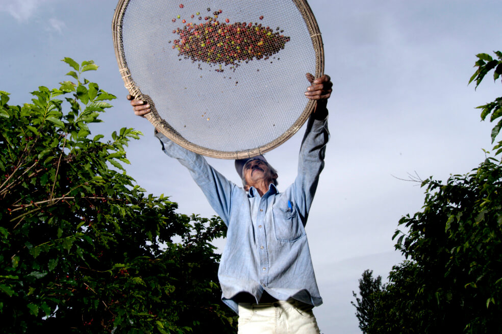 Producción de café cayó 11 % en agosto de 2019