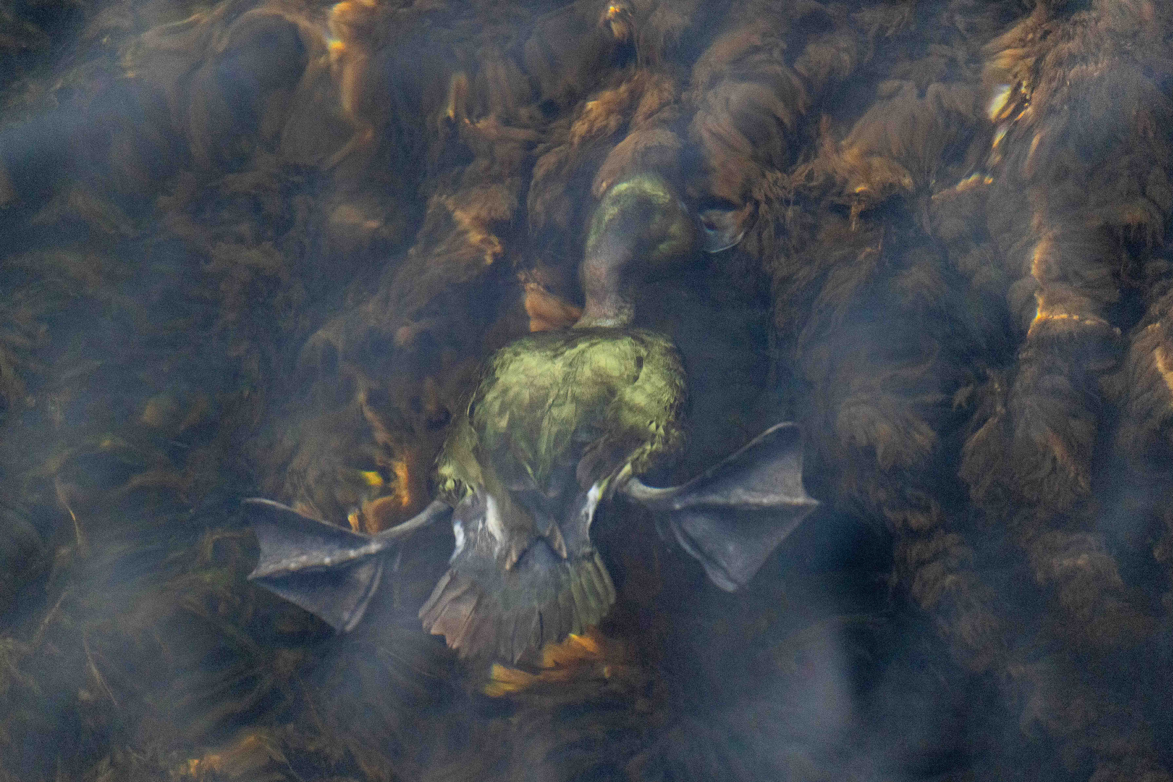 Estas son las fotografías ganadoras del 2024 TNC Oceania Photo Contest.