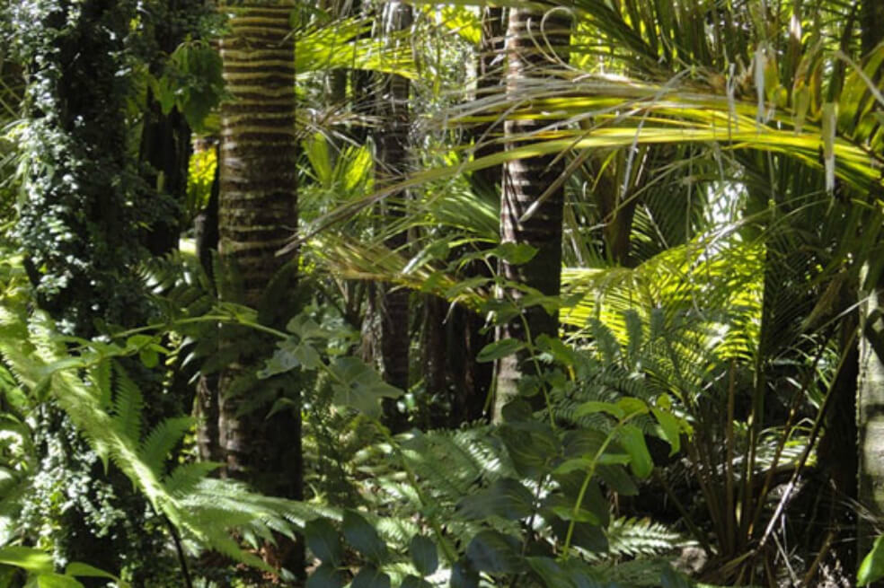 Una nueva especie de árbol fue descubierta en la Amazonía