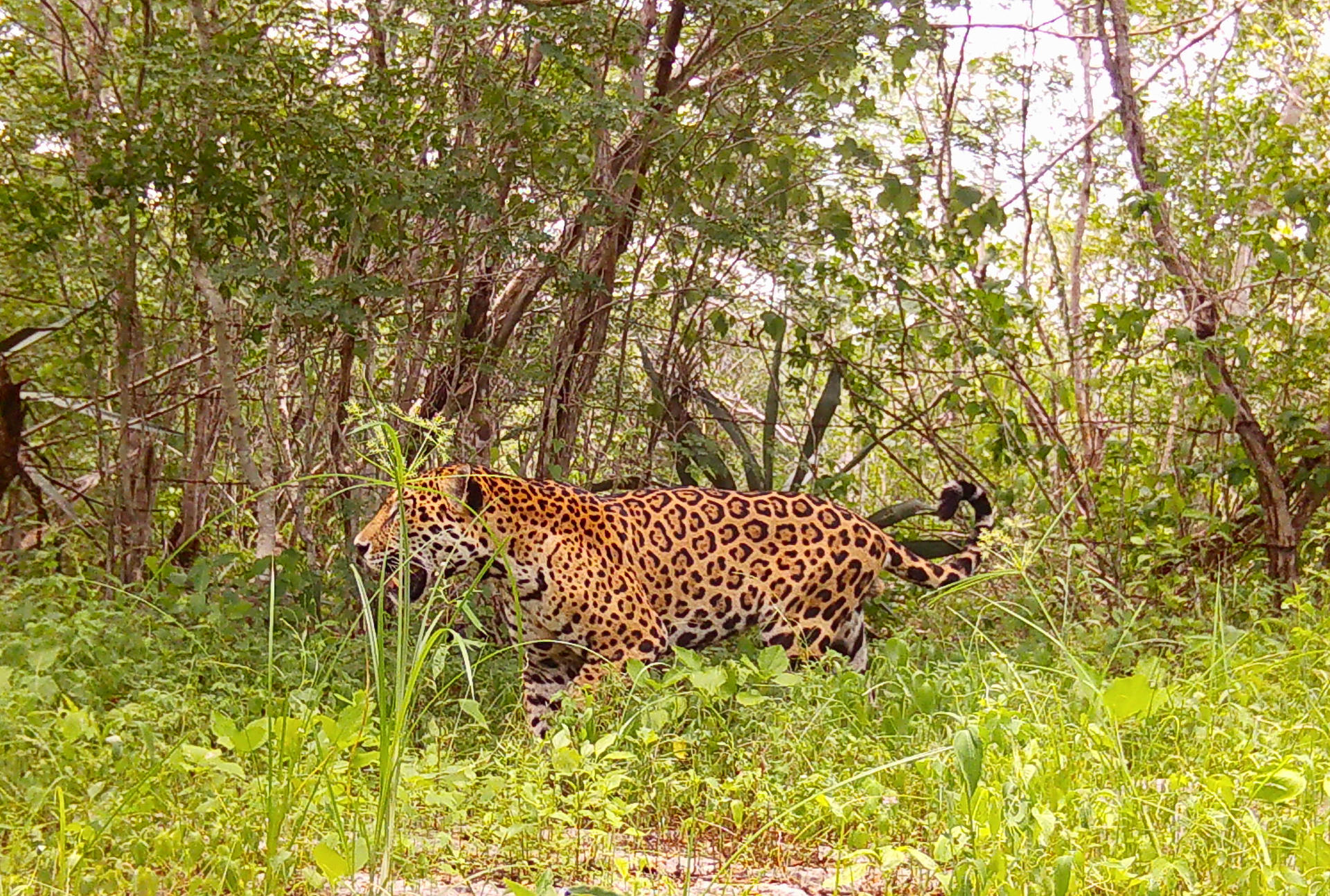 MEX9440. DIZLAM DE BRAVO (MÉXICO), 12/04/2025.- Fotografía sin fechar cedida por Tech4Nature, donde se observa a un ejemplar de Jaguar (Panthera onca), en la reserva de Dizlam de Bravo, en Yucatán (México). La tecnología y la naturaleza colaboran en la península de Yucatán, sureste de México, para proteger la "guardería de jaguares" de la reserva de Dizlam de Bravo, ante los riesgos que enfrenta este icónico felino por la veloz reducción de su hábitat a la presencia de cazadores furtivos, según constató EFE en un recorrido. EFE/Tech4Nature/SOLO USO EDITORIAL NO VENTAS/SOLO DISPONIBLE PARA ILUSTRAR LA NOTICIA QUE ACOMPAÑA(CREDITO OBLIGATORIO)
