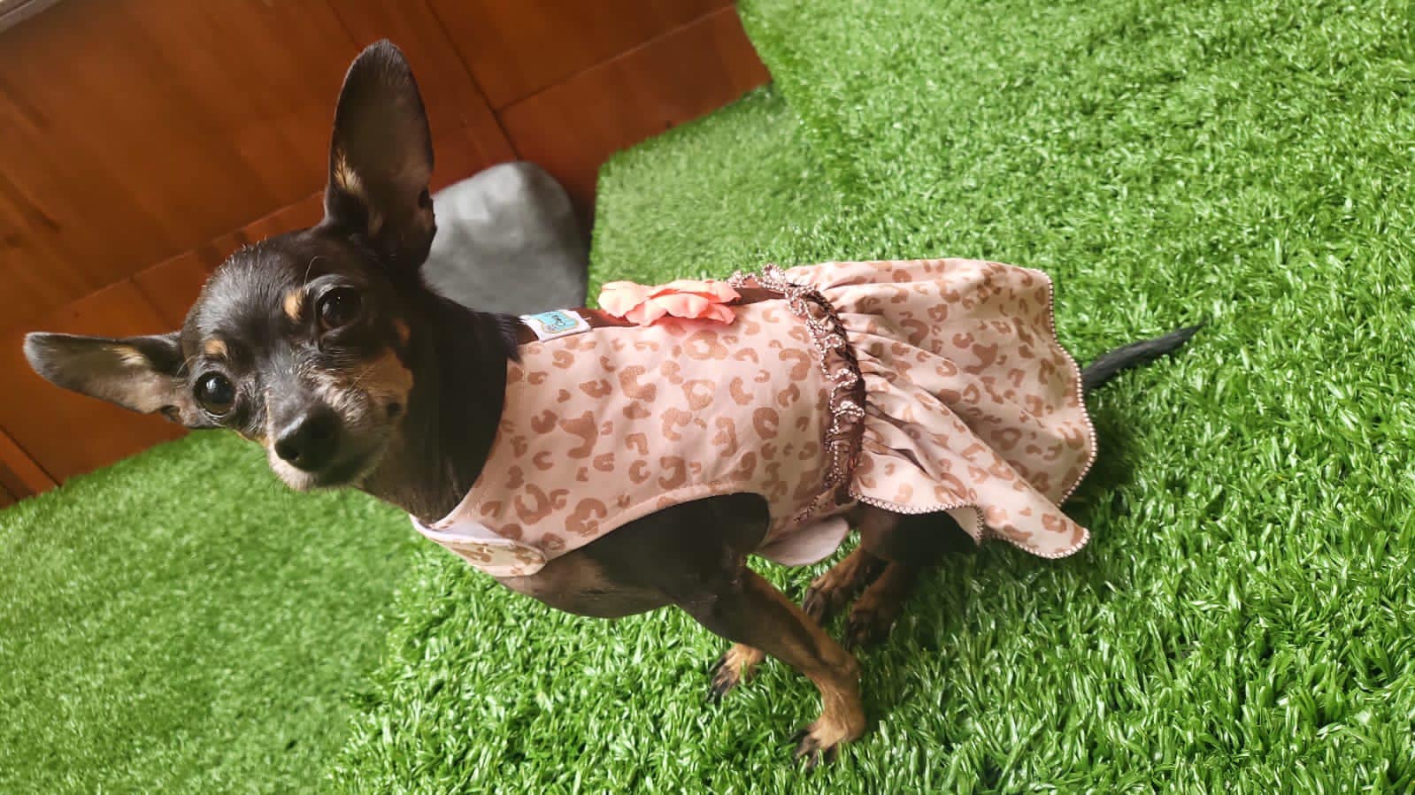 Princesa se perdió en el barrio La Soledad.
