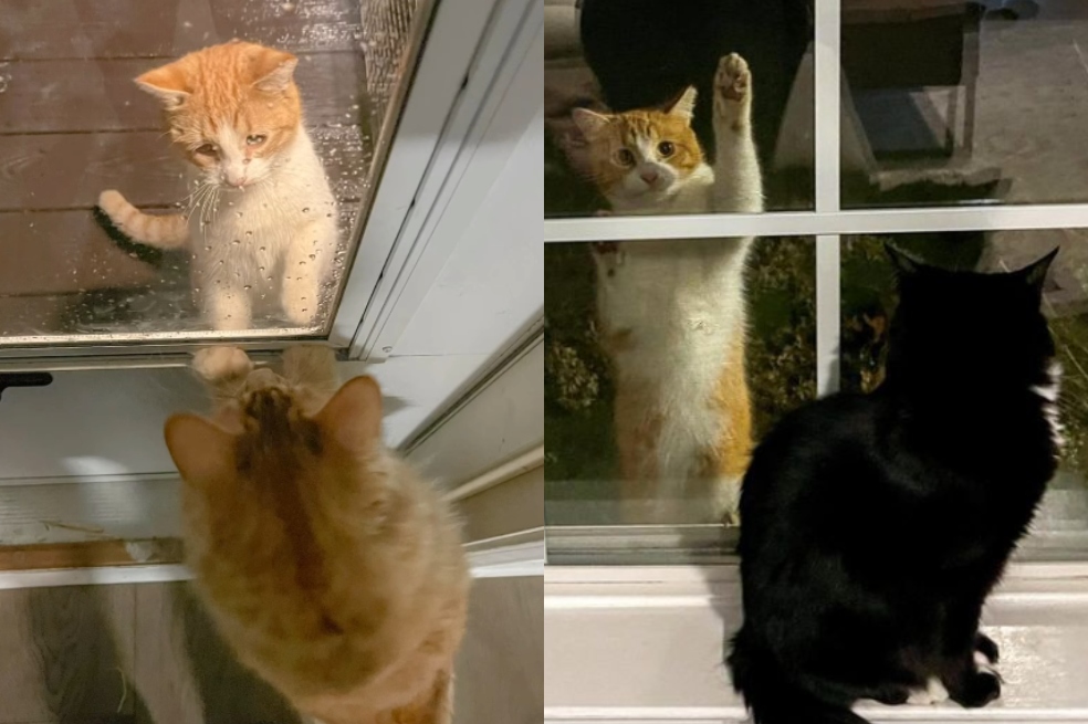 Phoebe se asomaba a la ventana y veía a los gatitos del interior: quería ser uno de ellos