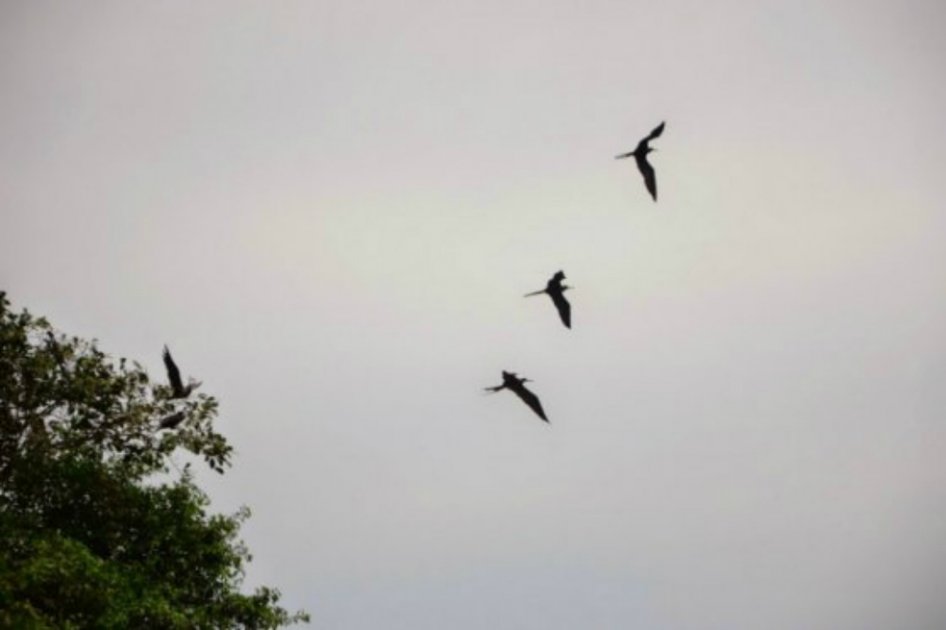 Investigación concluye que aves pueden dormir mientras vuelan