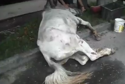 Así fue rescatado un caballo en las calles de Bogotá