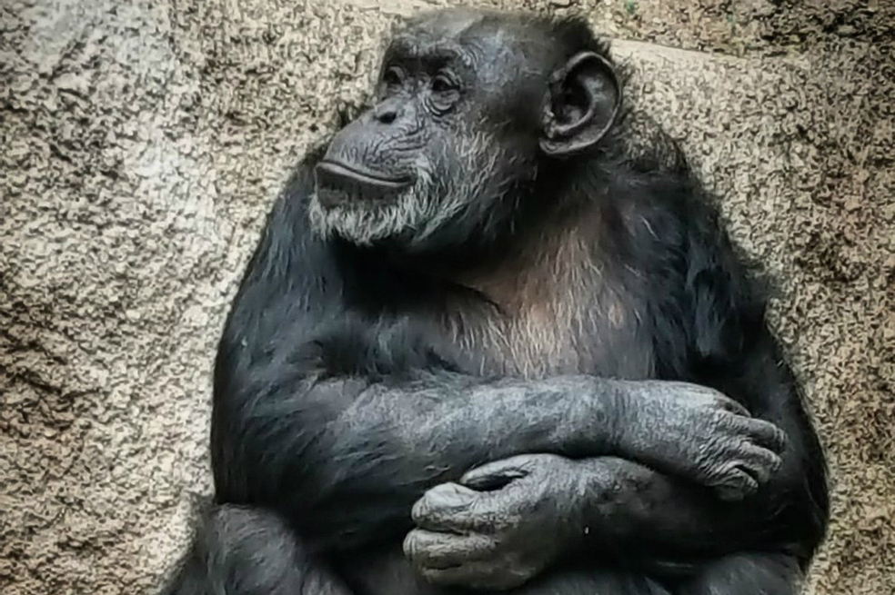 Por depresión, trasladan a la chimpancé Cecilia a santuario en Brasil