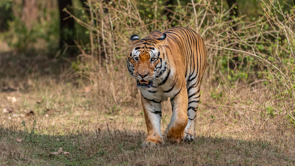 Buenas noticias: la población de tigres aumenta 40% (aunque aún está en peligro)
