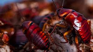 cucaracha