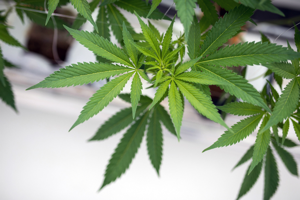 Millonarios de la marihuana aprovechan la legalización en Canadá