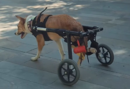Carrera en Medellín busca recaudar fondos para perros y gatos con discapacidad