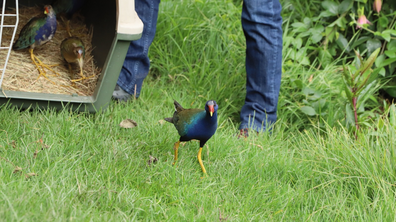 Proteger a estas aves migratorias es clave para el medio ambiente.