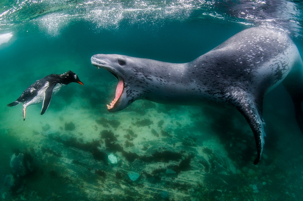 Foca hambrienta: ganadora del premio mundial de fotografía de la naturaleza 2021