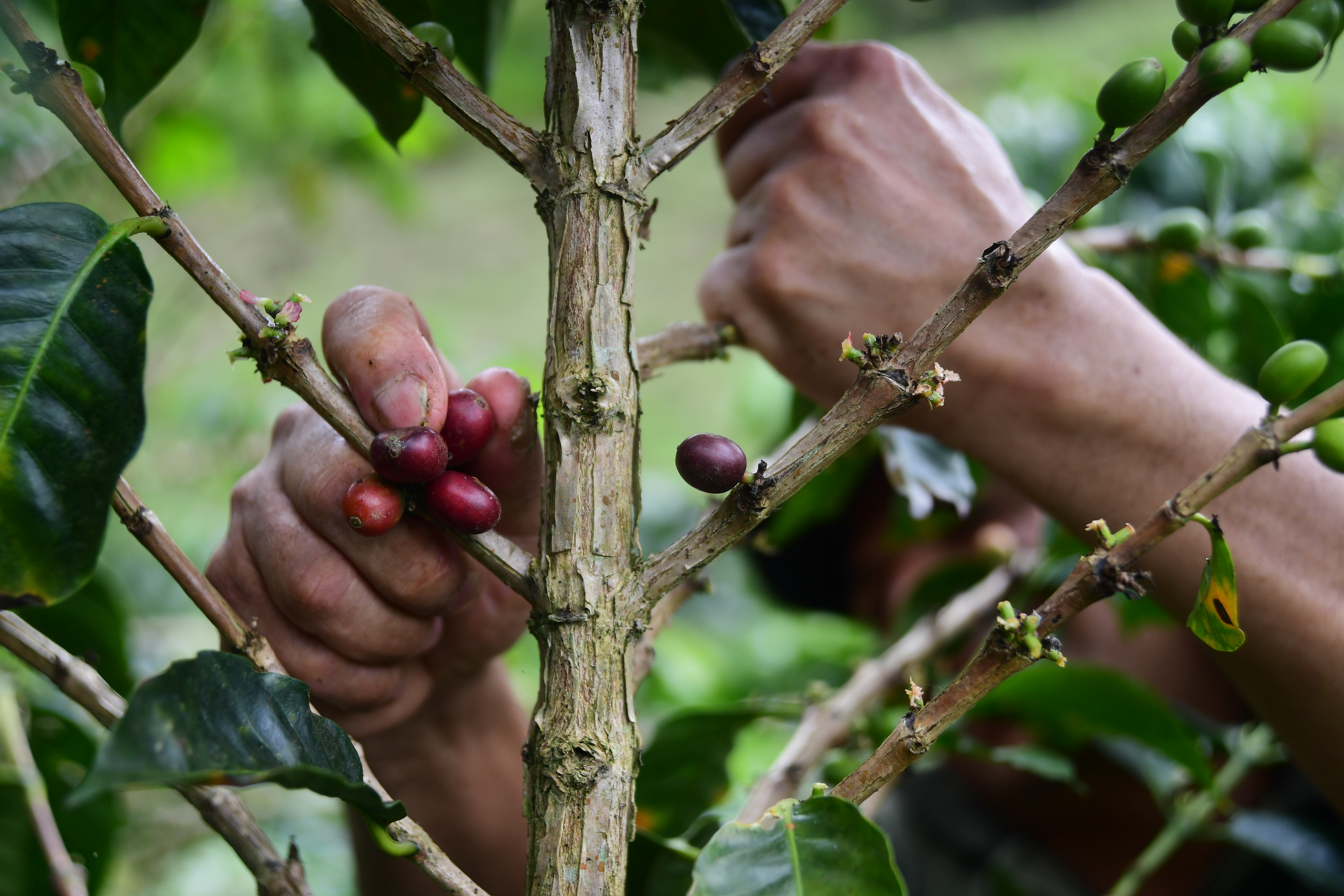 Las apuestas cafeteras del Gobierno: sustitución de cultivos y de importaciones