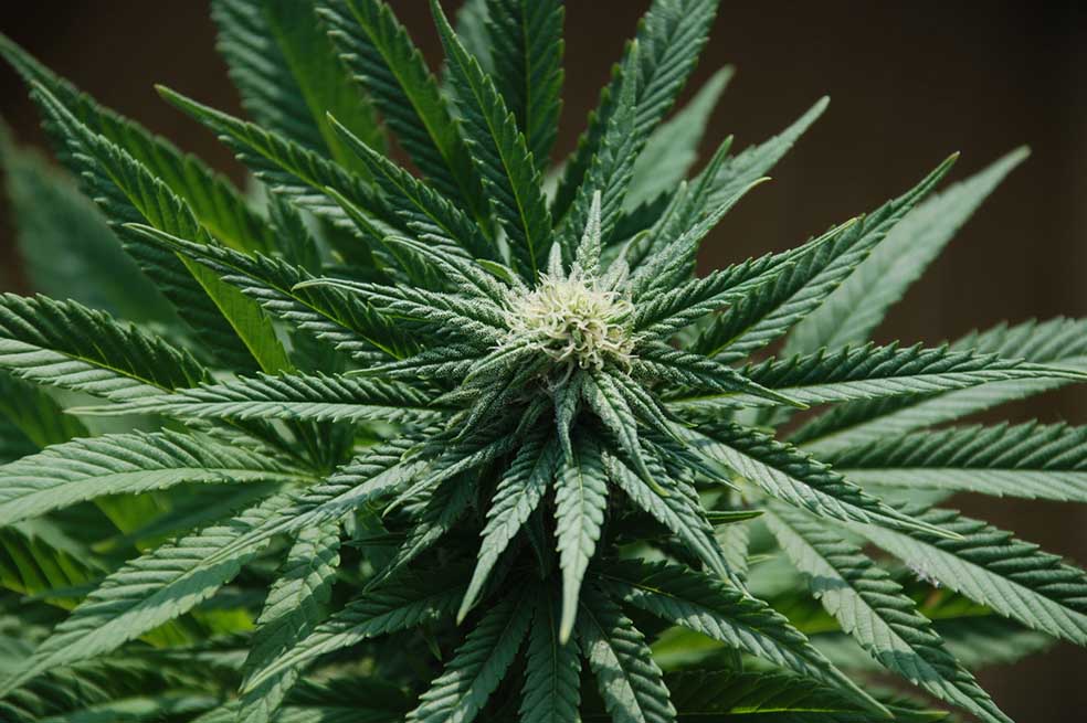Marihuana no hace milagros médicos