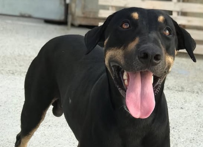 Devuelven a Julio cinco años después de su adopción: esta es su historia