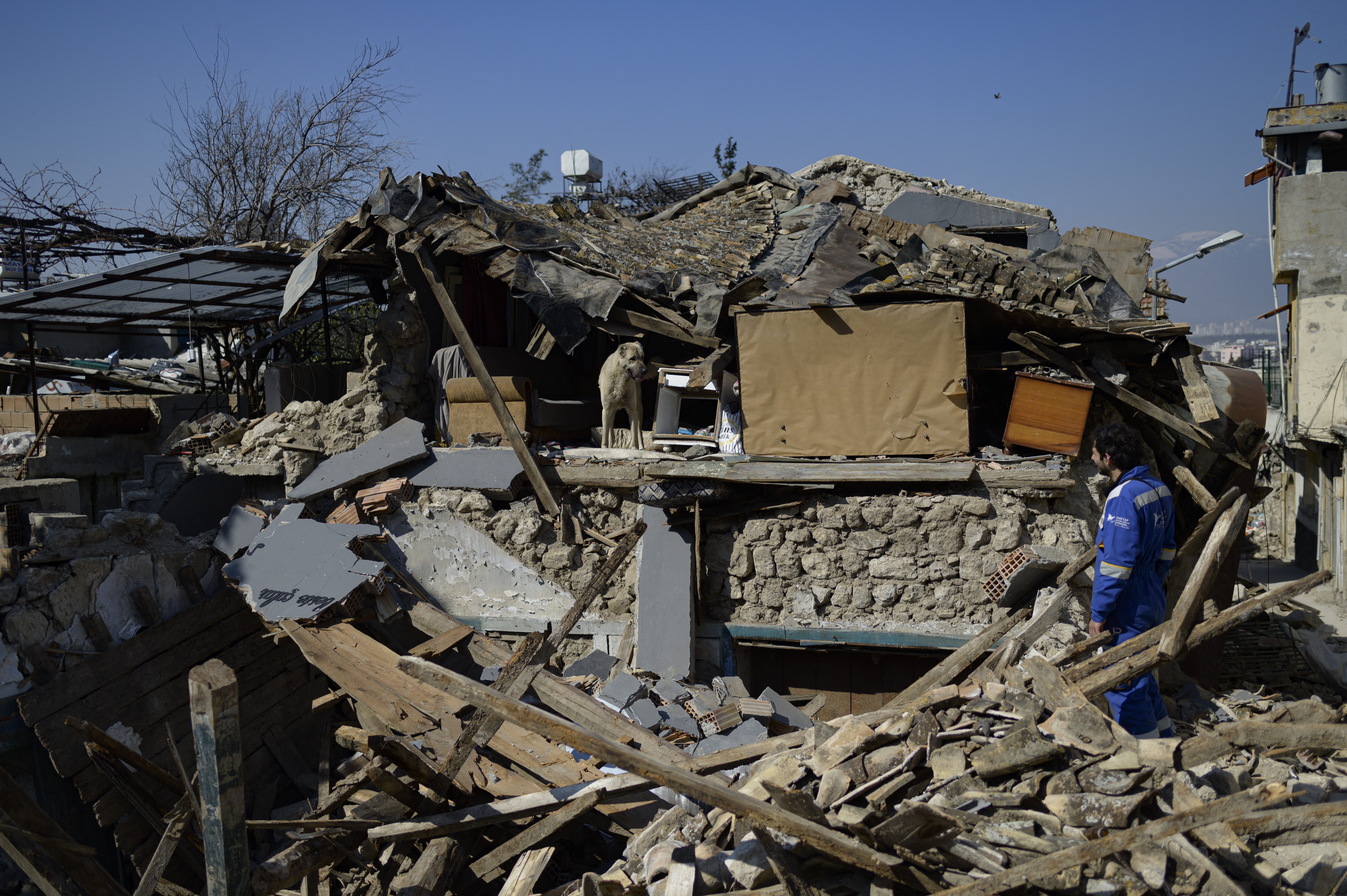 Desde que el sismo de magnitud 7,8 sacudió la región el pasado 6 de febrero, dejando más de 45.000 muertos en Turquía y Siria, cientos de gatos, perros, conejos y pájaros siguen atrapados bajo los escombros que dejó el devastador terremoto.