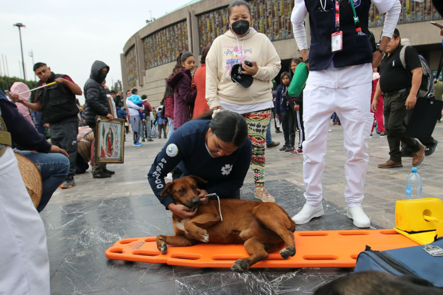 Perrito se desmayó en una iglesia y paramédicos corrieron a auxiliarlo