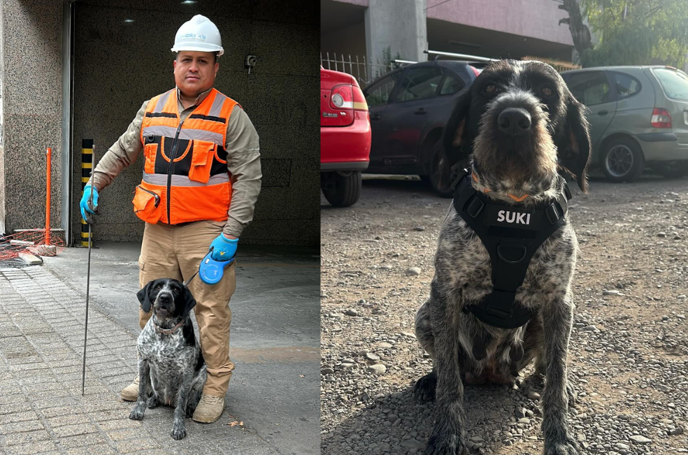 Conozca a Suki: la perrita que ayuda a ahorrar miles de litros de agua en Chile