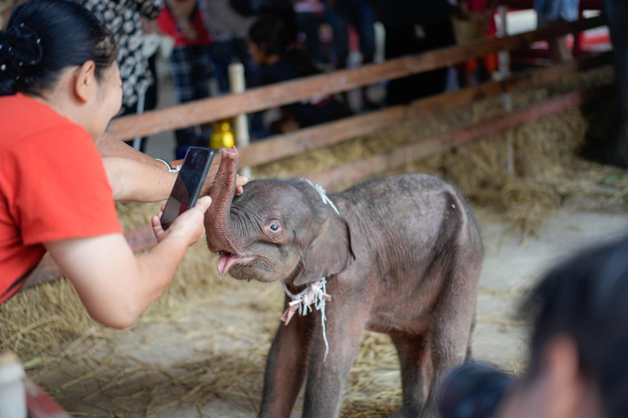 BANGKOK, 11/06/2024.- Una elefanta dio a luz a gemelos de distinto sexo en Tailandia, un fenómeno poco habitual entre estos animales que ha generado un gran interés por las pequeñas crías en un centro de paquidermos en la provincia de Ayuthaya. El centro de elefantes Royal Kraal indicó en su página de Facebook que las crías nacieron el pasado viernes, primero el macho, con un peso de 80 kilogramos, y 18 minutos después la hembra de 60 kilogramos, quienes recibirán sus nombres en los próximos días.- EFE/ Royal Kraal ***SOLO USO EDITORIAL/SOLO DISPONIBLE PARA ILUSTRAR LA NOTICIA QUE ACOMPAÑA (CRÉDITO OBLIGATORIO)***