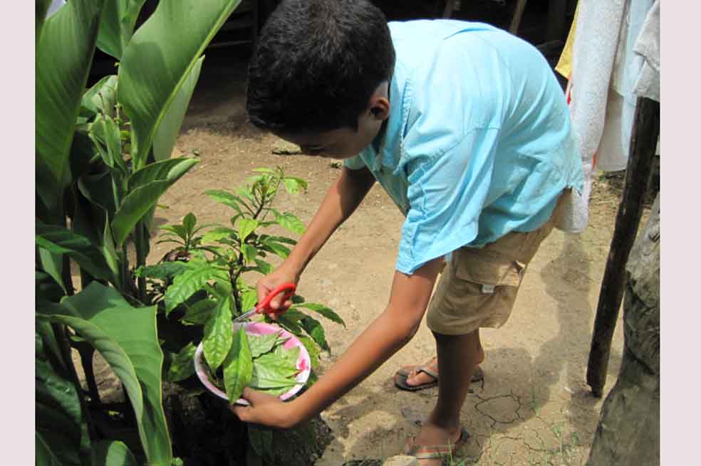 Adiós a la tradición de las plantas en el Caribe