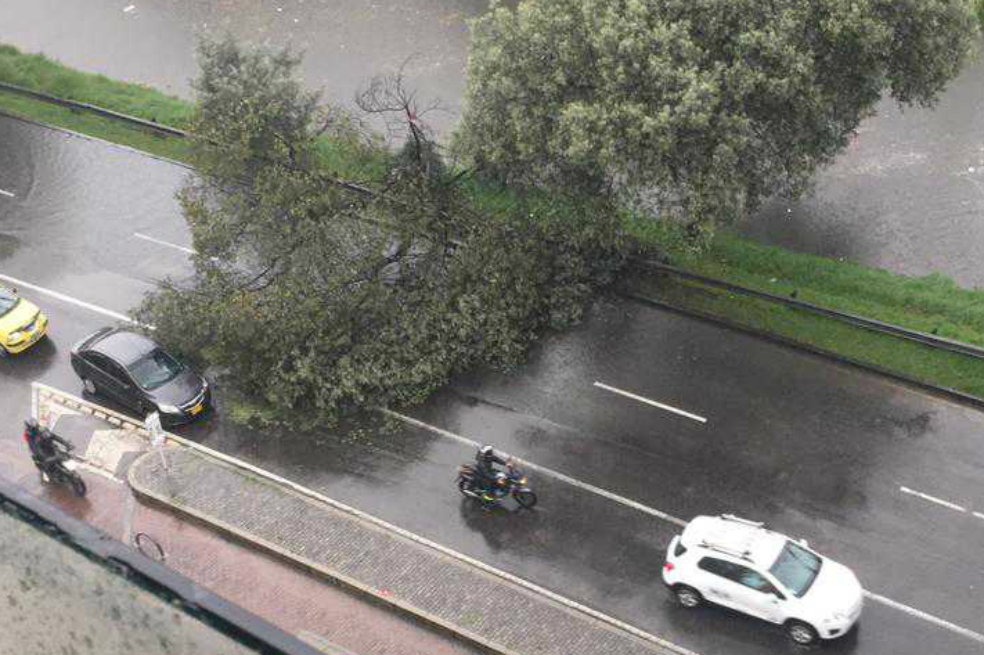 Se caen tres árboles a diario en Bogotá