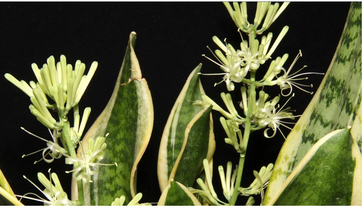 Flor de la lengua de suegra: ¿Qué pasa cuando esta planta florece?