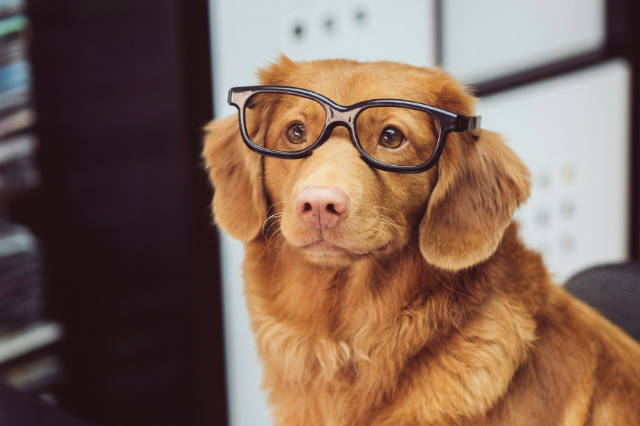 ¿Cuántos años tiene tu perro en realidad? Así puedes calcular su edad