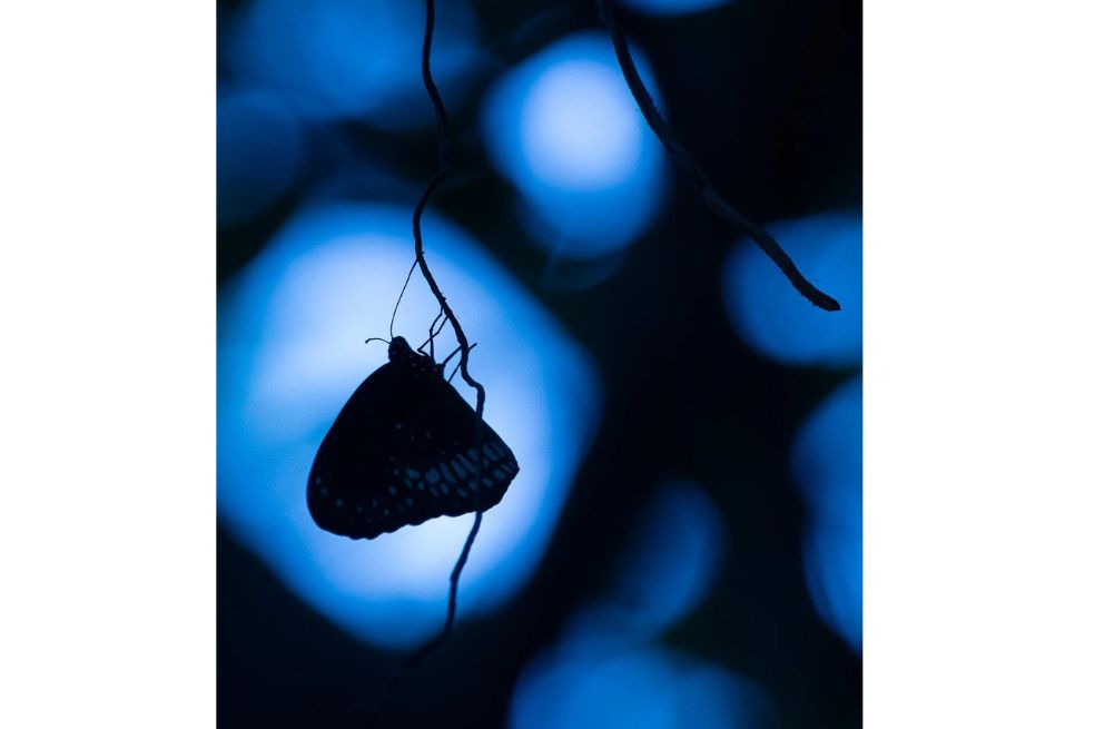 La silueta de una mariposa.