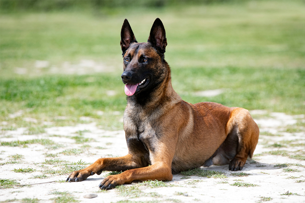La mascota de Dibu Martínez es un pastor belga malinois, y se dice que pagó por él 20 mil libras esterlinas.