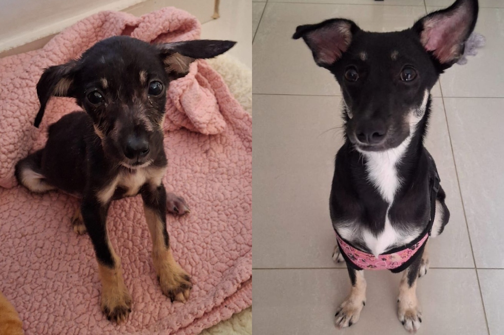 Milly fue rescatada en Soledad, en pésimo estado de salud, y hoy busca un hogar
