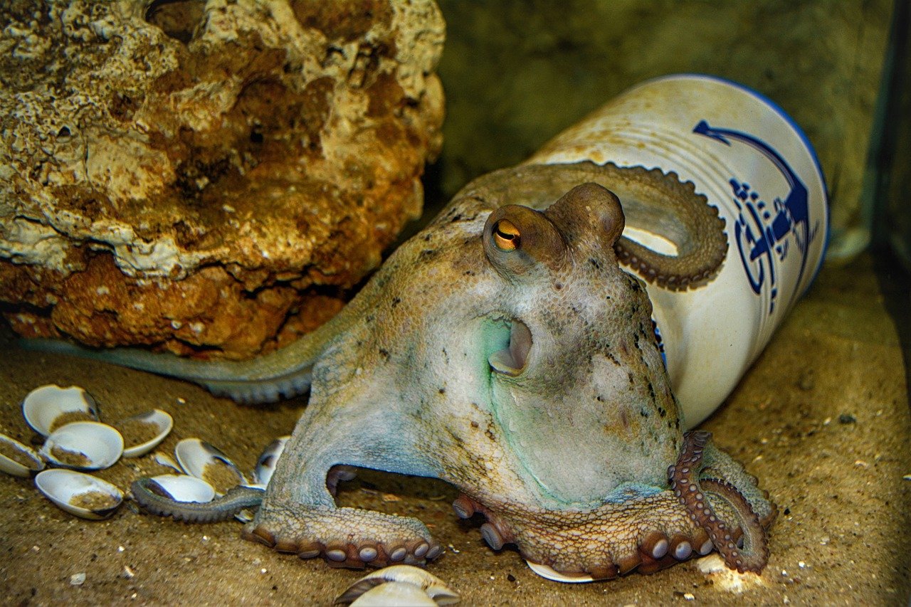 Los pulpos están usando basura del fondo del mar como refugio, señala un estudio