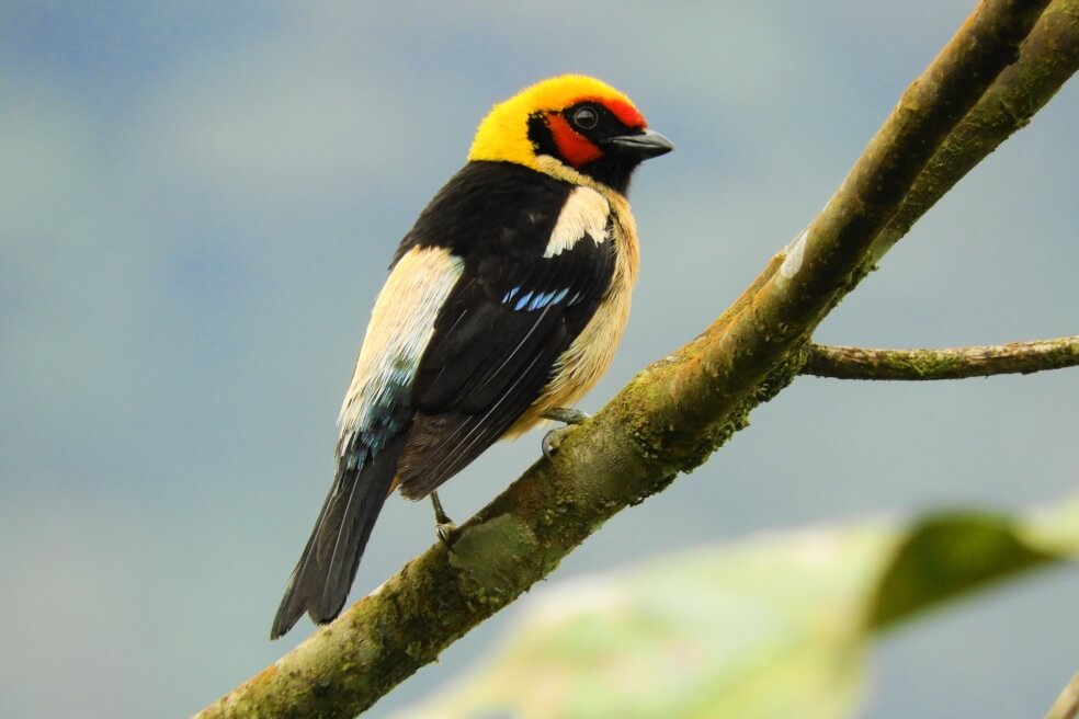 El avistamiento de aves se toma Putumayo