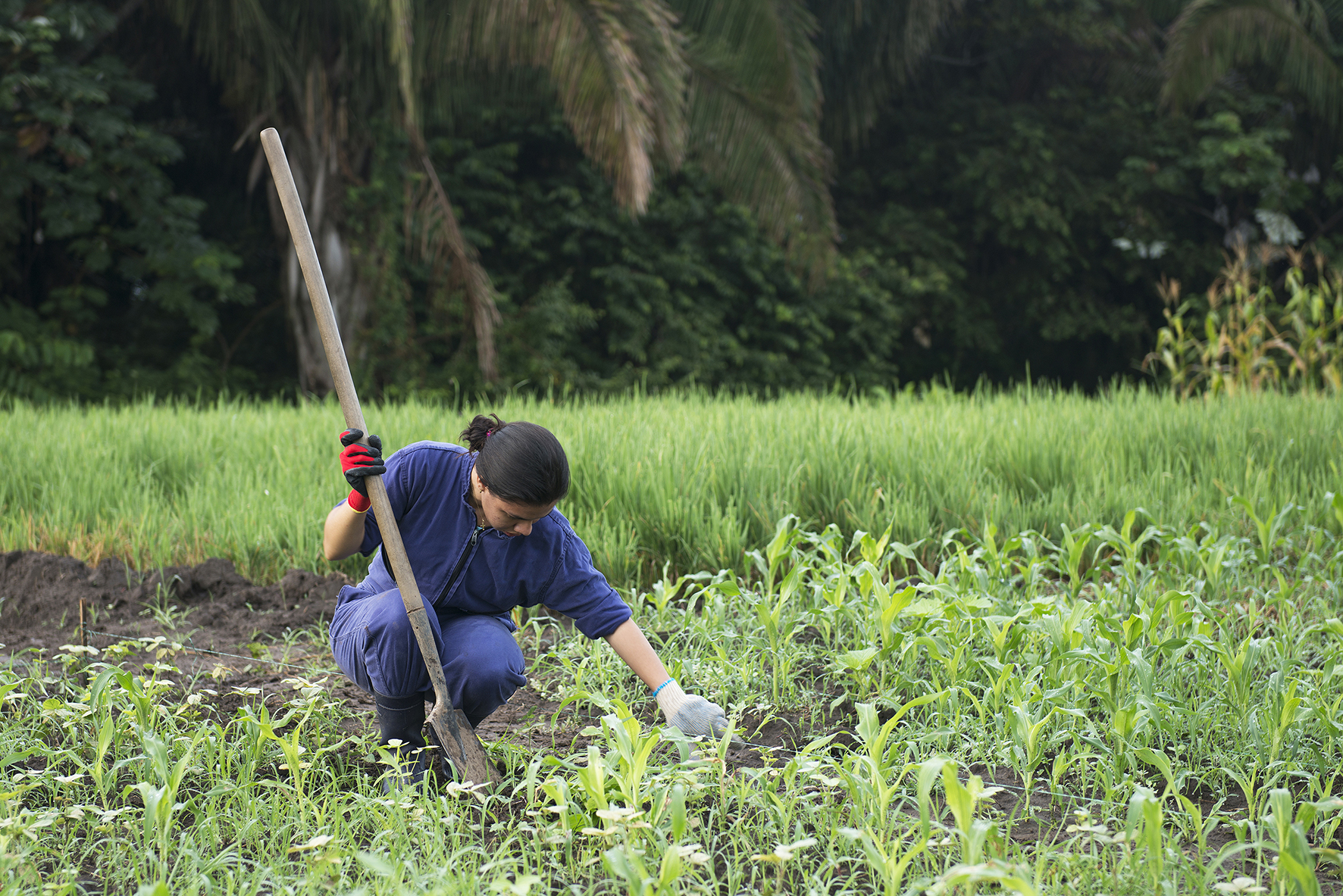 Un parque agrotecnológico en los Llanos Orientales