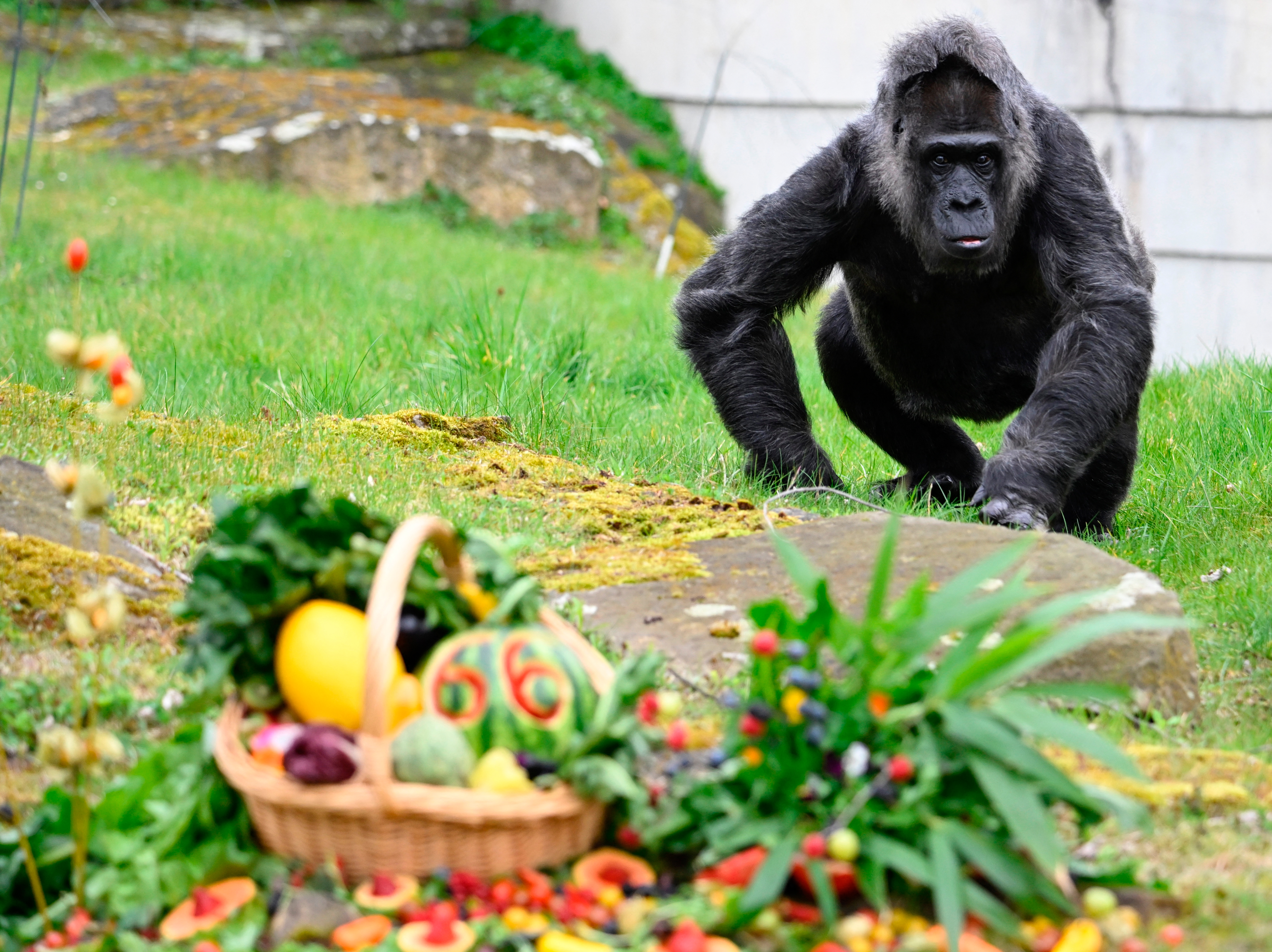 La gorila más vieja del mundo cumple 66 años en el zoo de Berlín