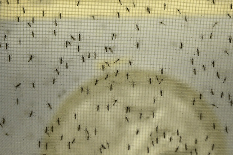 Colombia ayuda a resolver uno de los misterios del Zika