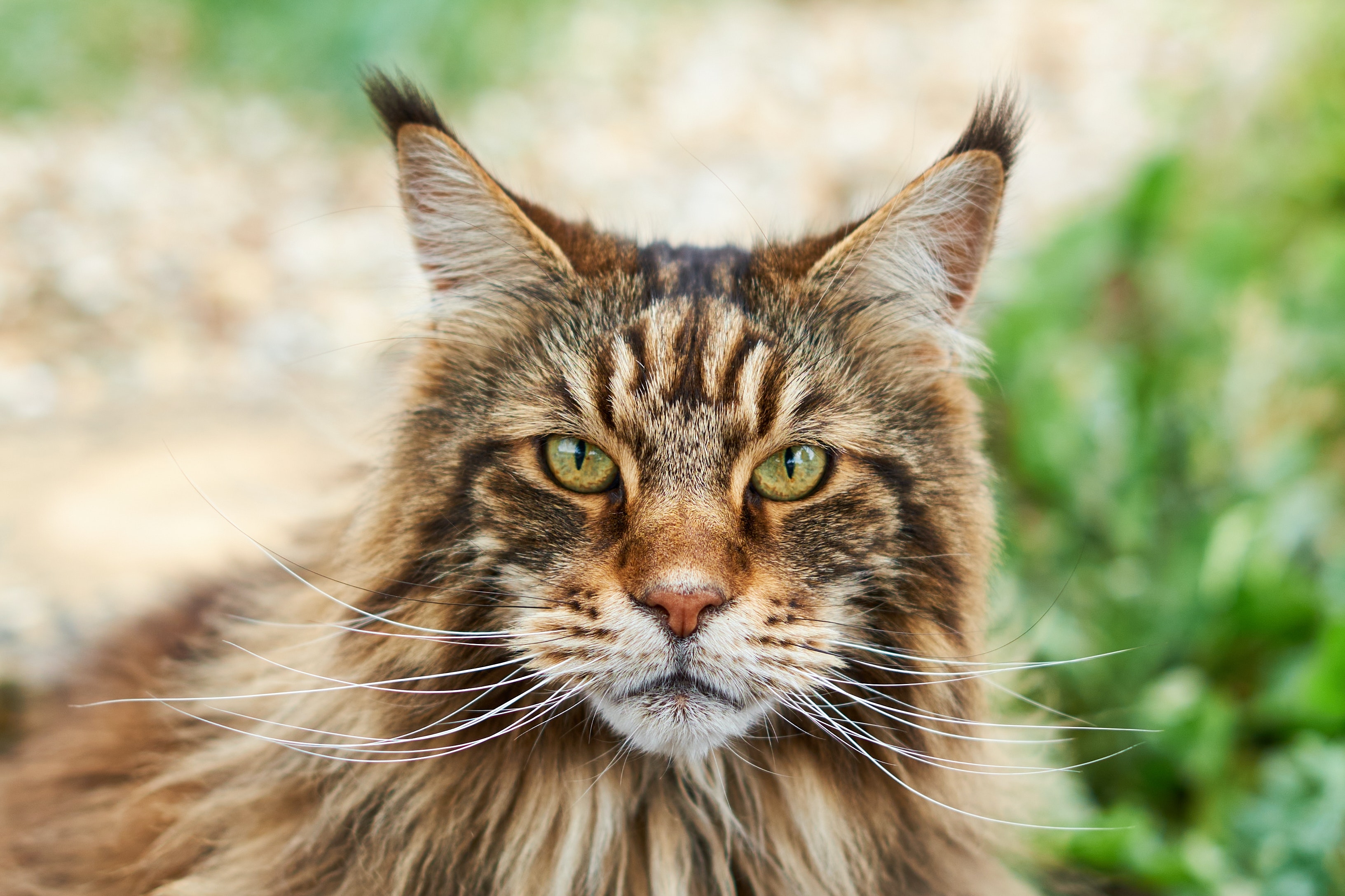 Estas son las razas de gatos que menos arañan