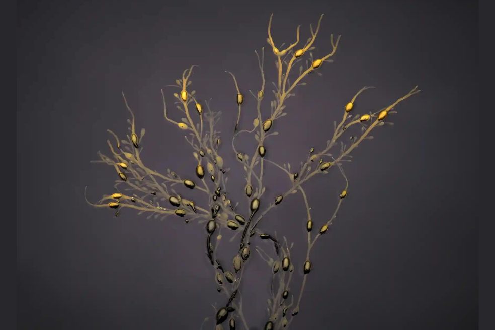 Ganador Intimate view: Daniel Ward tomó esta imagen en el oeste de Escocia. "Me llamó la atención este fucus que colgaba del costado del embarcadero. Parecía un árbol con sus hermosos verdes oliva que se desvanecían en amarillos dorados en las puntas", dijo.