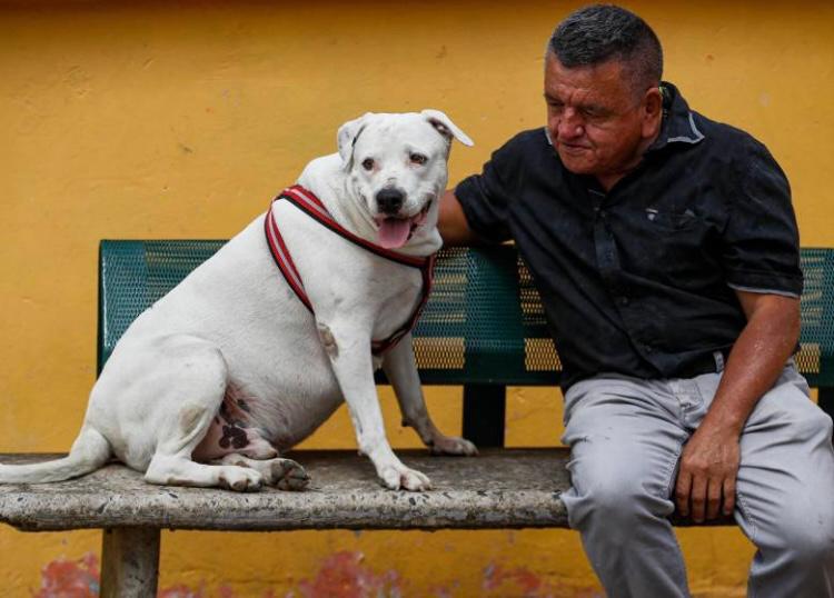 Tras muerte de reconocido animalista, buscan hogar a 27 perritos en Antioquia