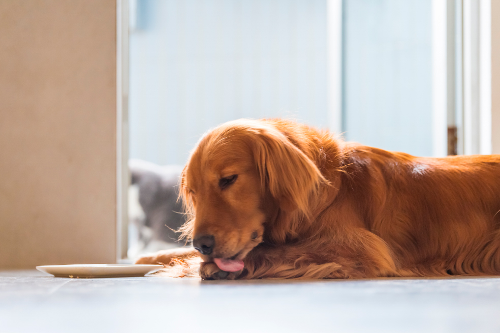 ¿Por qué los perros se lamen las patas? Cinco razones principales