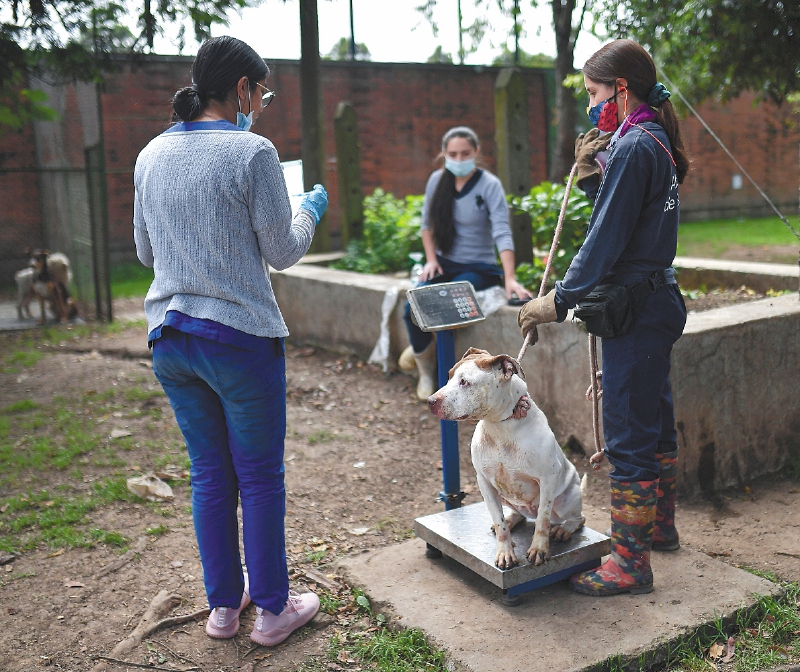 Perros rescatados por el Instituto de Protección Animal del Distrito