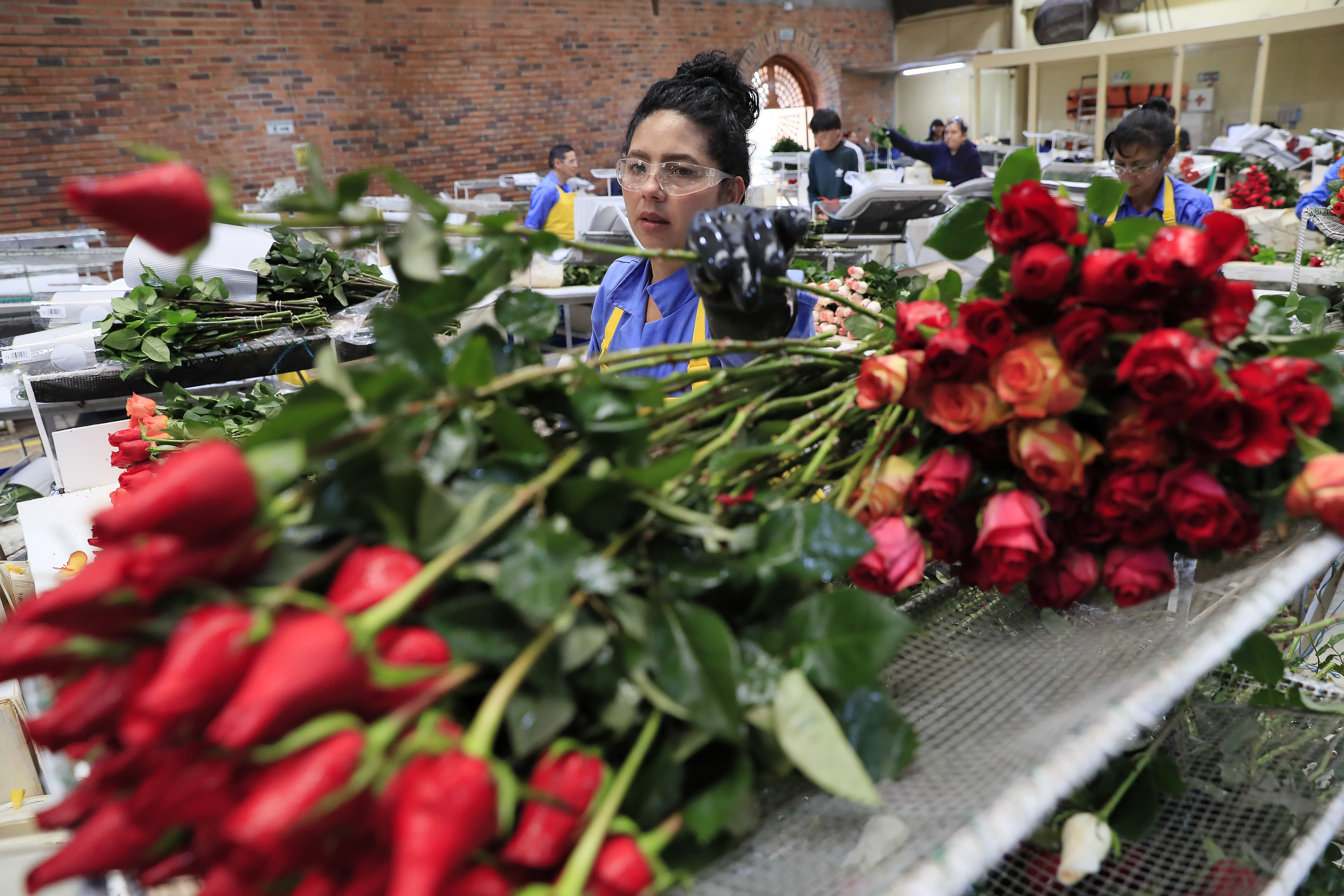 Las novedosas rosas colombianas con las que el mundo celebra San Valentín