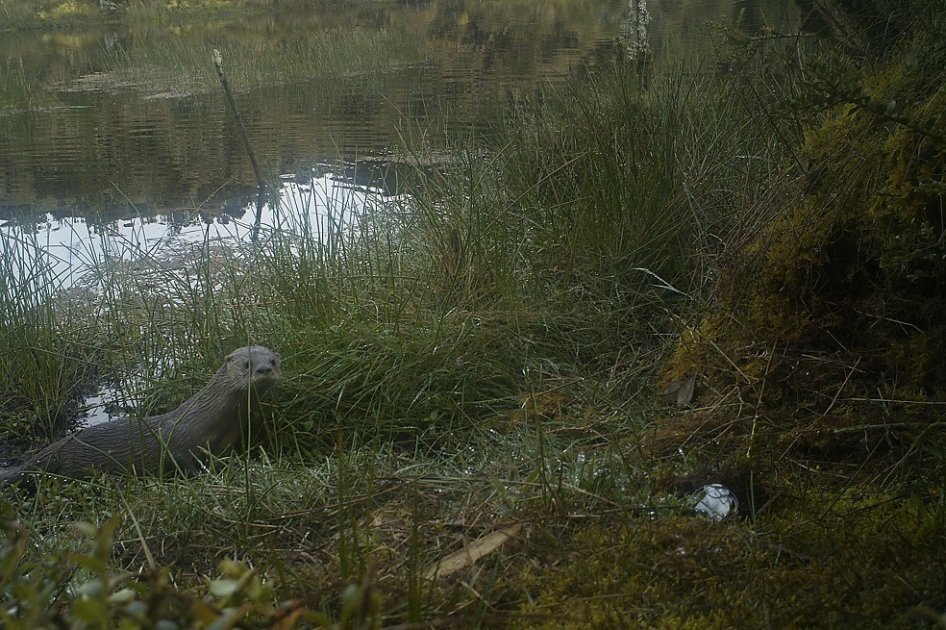 Por primera vez Boyacá registra nutria en zona de páramo