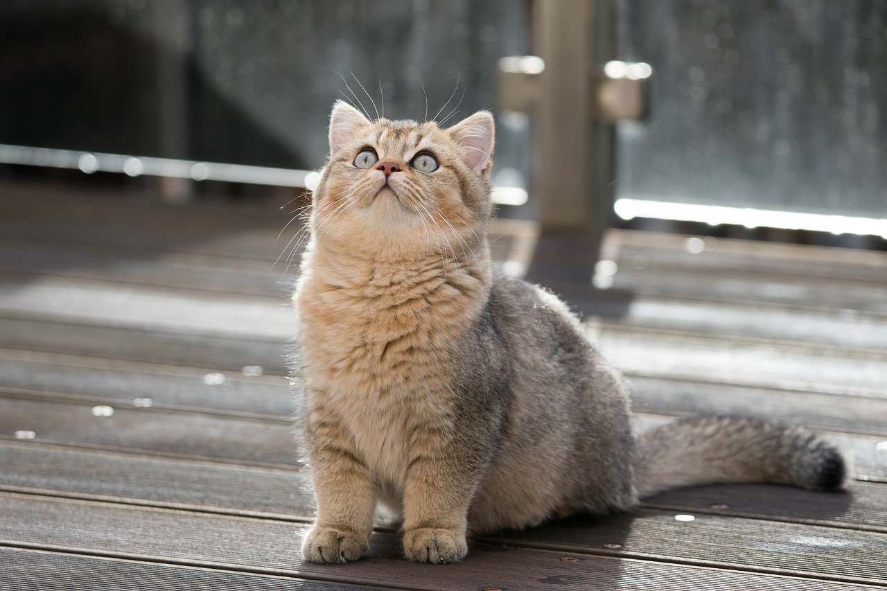 ¿Por qué tener un gato? ¿Qué aporta tener un gato?