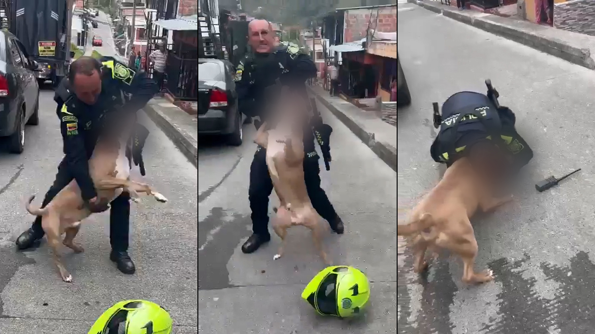 Policía disparó a un perro de raza pitbull en medio de un operativo en Manizales