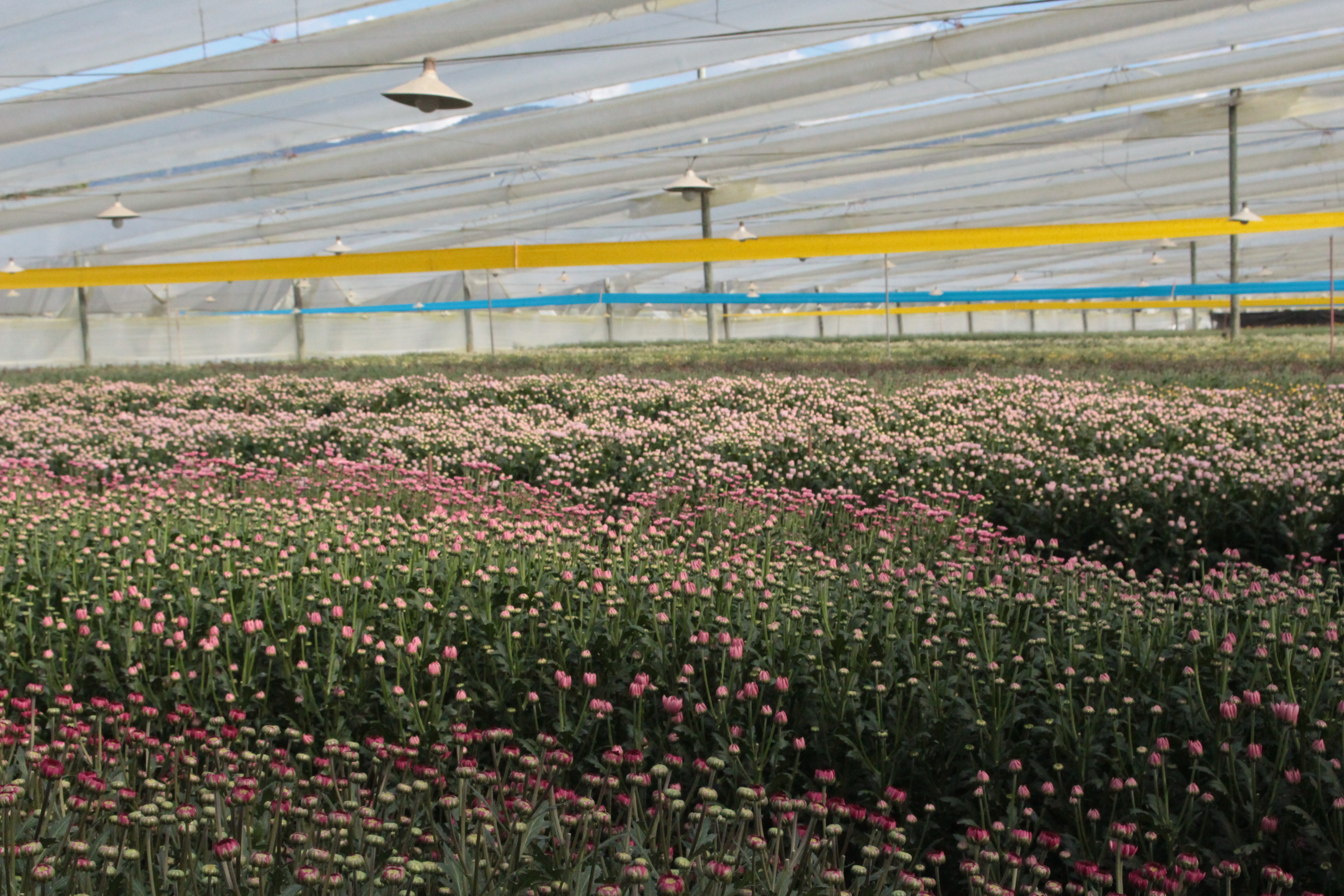 Colombia cuenta con las condiciones geográficas y agroclimáticas para la producción de más de 600 especies de flores y follaje.